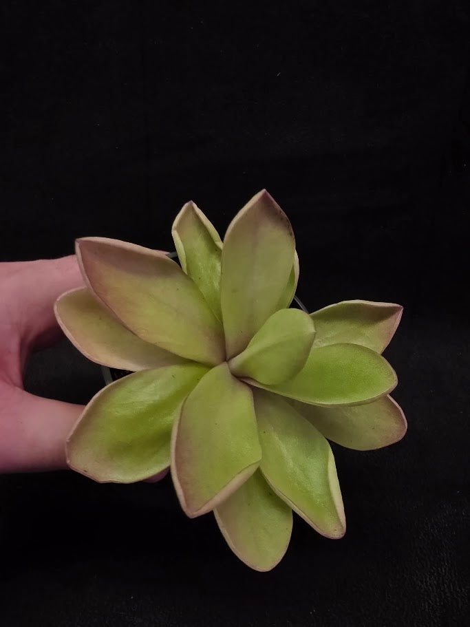 Pinguicula Razzberry Blonde #06