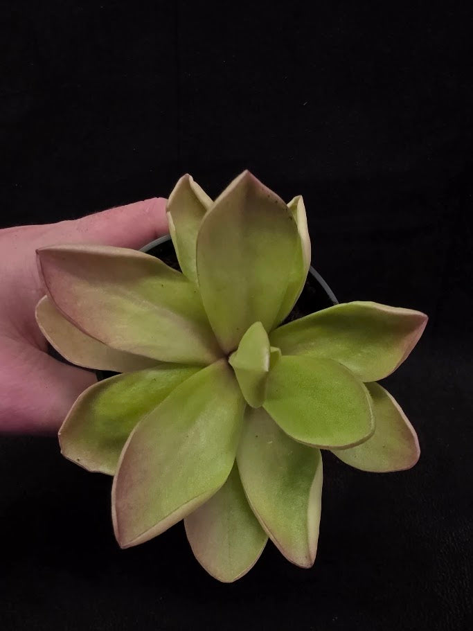 Pinguicula Razzberry Blonde #06