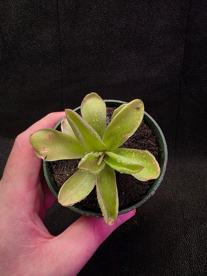 Pinguicula Razzberry Blonde #08 – YEG Exotic Plant Crowd