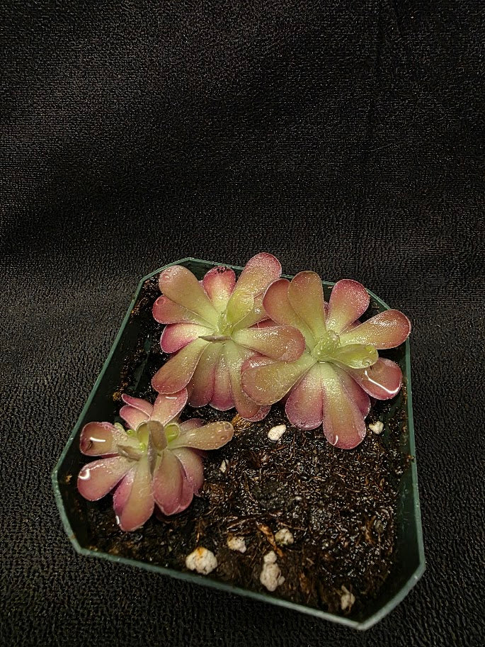 Pinguicula Johanna (3 Plants In 1 Community Pot) #01