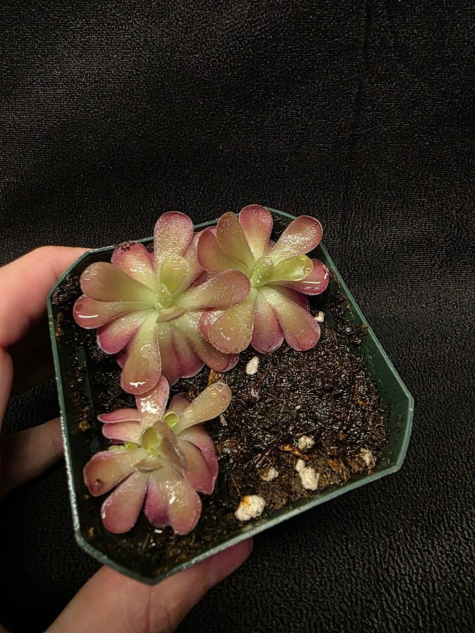 Pinguicula Johanna (3 Plants In 1 Community Pot) #01