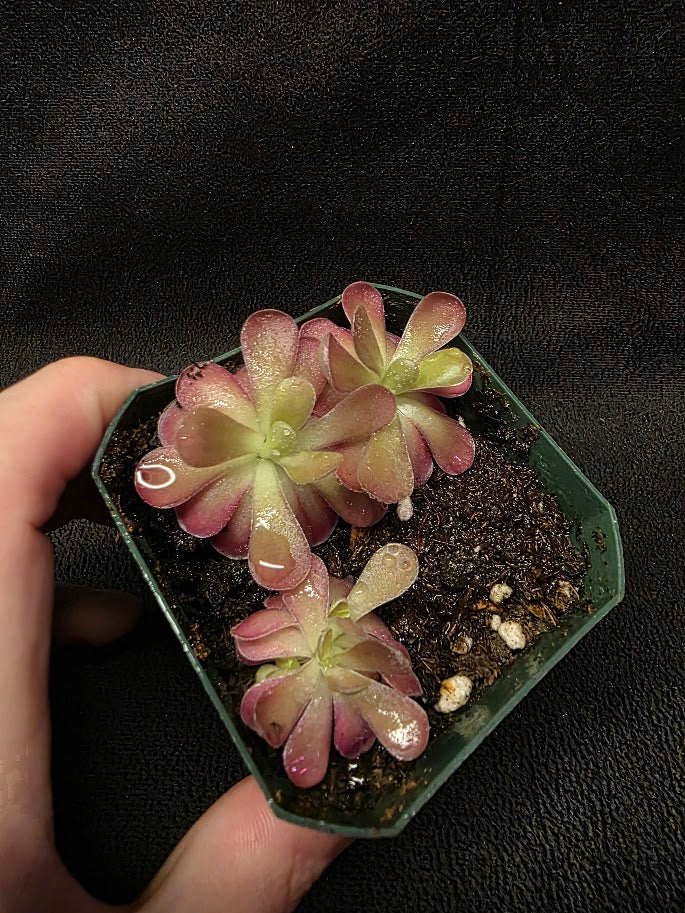 Pinguicula Johanna (3 Plants In 1 Community Pot) #01