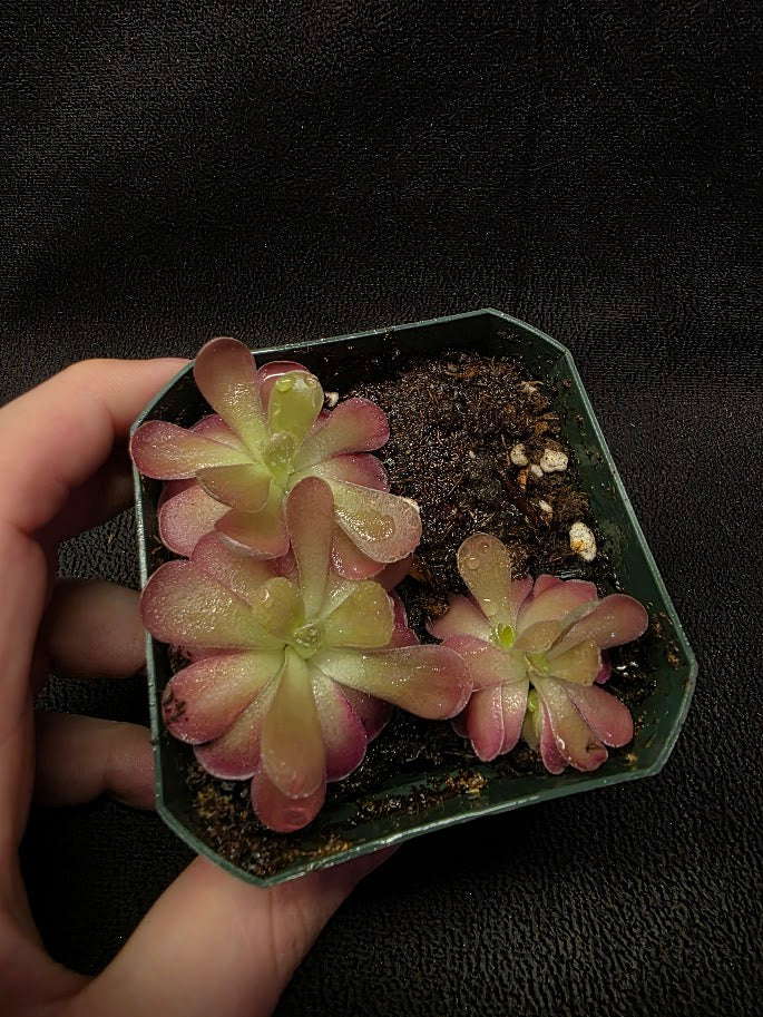 Pinguicula Johanna (3 Plants In 1 Community Pot) #01