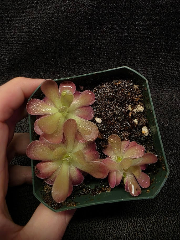Pinguicula Johanna (3 Plants In 1 Community Pot) #01