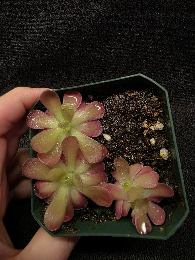 Pinguicula Johanna (3 Plants In 1 Community Pot) #01