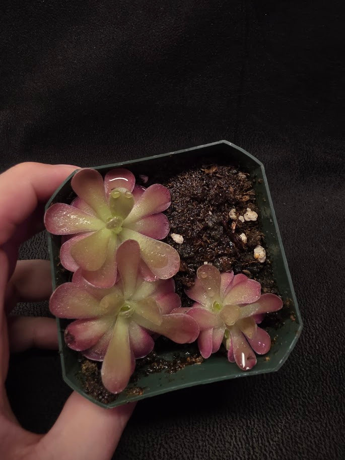 Pinguicula Johanna (3 Plants In 1 Community Pot) #01