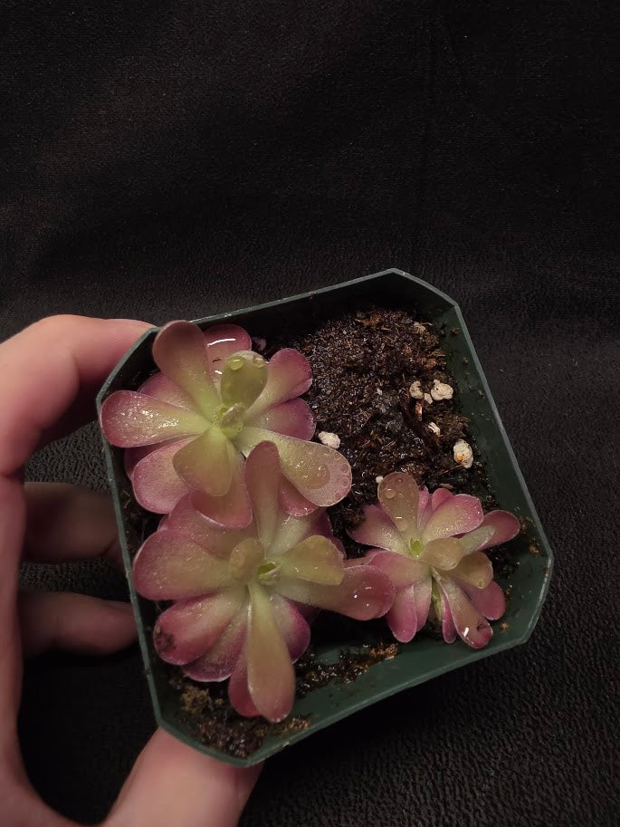 Pinguicula Johanna (3 Plants In 1 Community Pot) #01