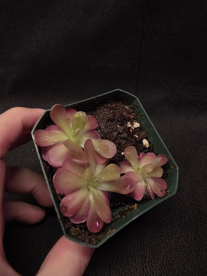 Pinguicula Johanna (3 Plants In 1 Community Pot) #01