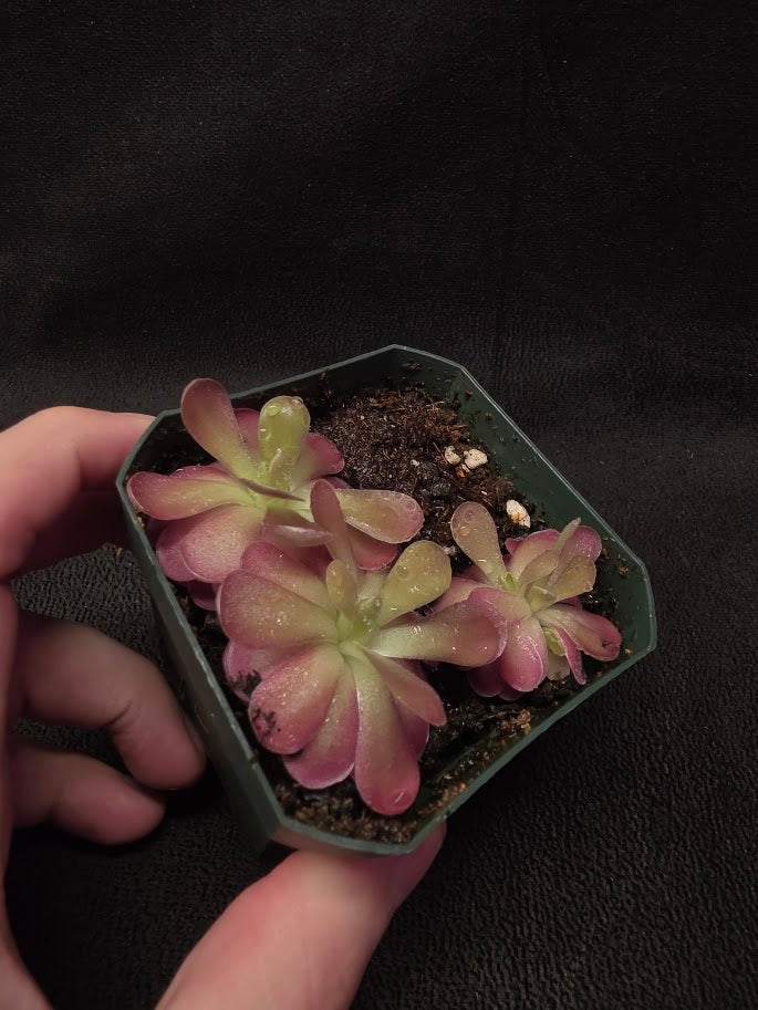 Pinguicula Johanna (3 Plants In 1 Community Pot) #01