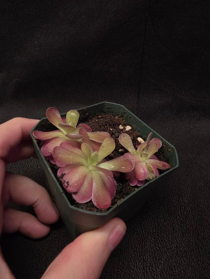 Pinguicula Johanna (3 Plants In 1 Community Pot) #01