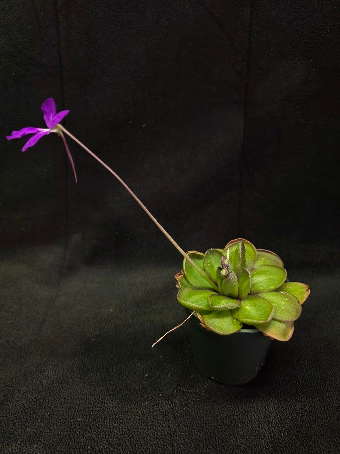 Pinguicula Dusky Heart #01