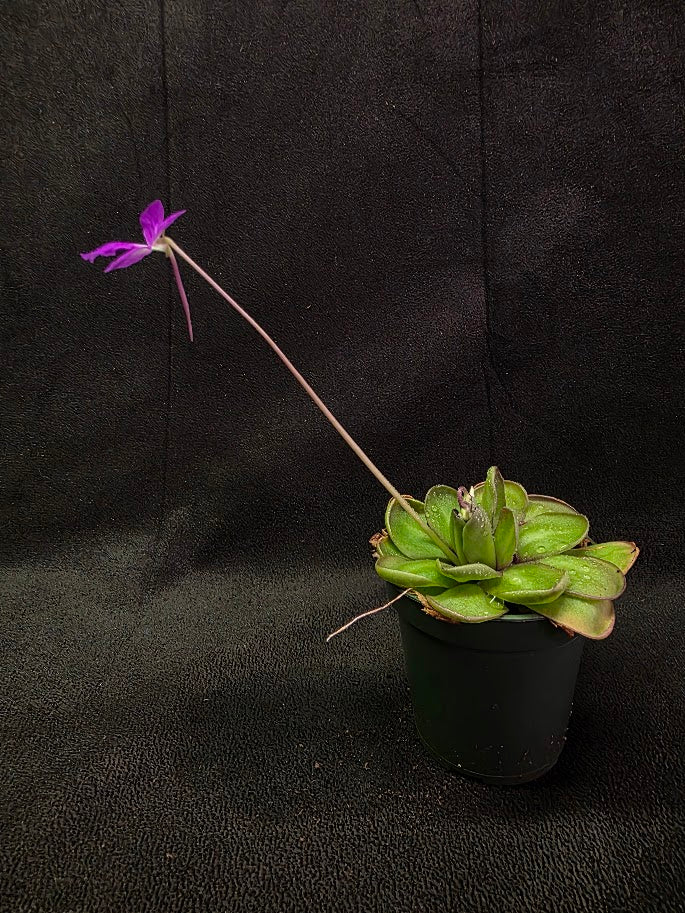 Pinguicula Dusky Heart #01