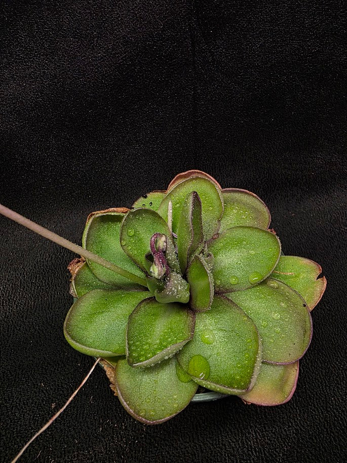 Pinguicula Dusky Heart #01