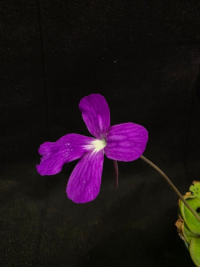 Pinguicula Dusky Heart #01