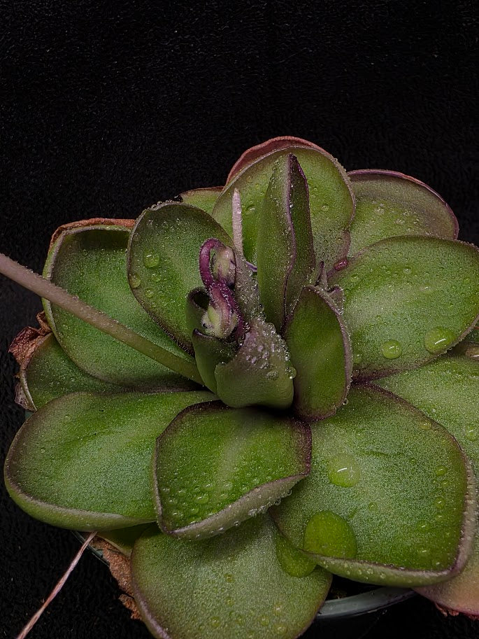 Pinguicula Dusky Heart #01