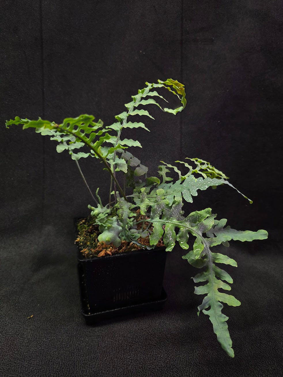 Lecanopteris Deparioides (Blue Ant Plant) #01