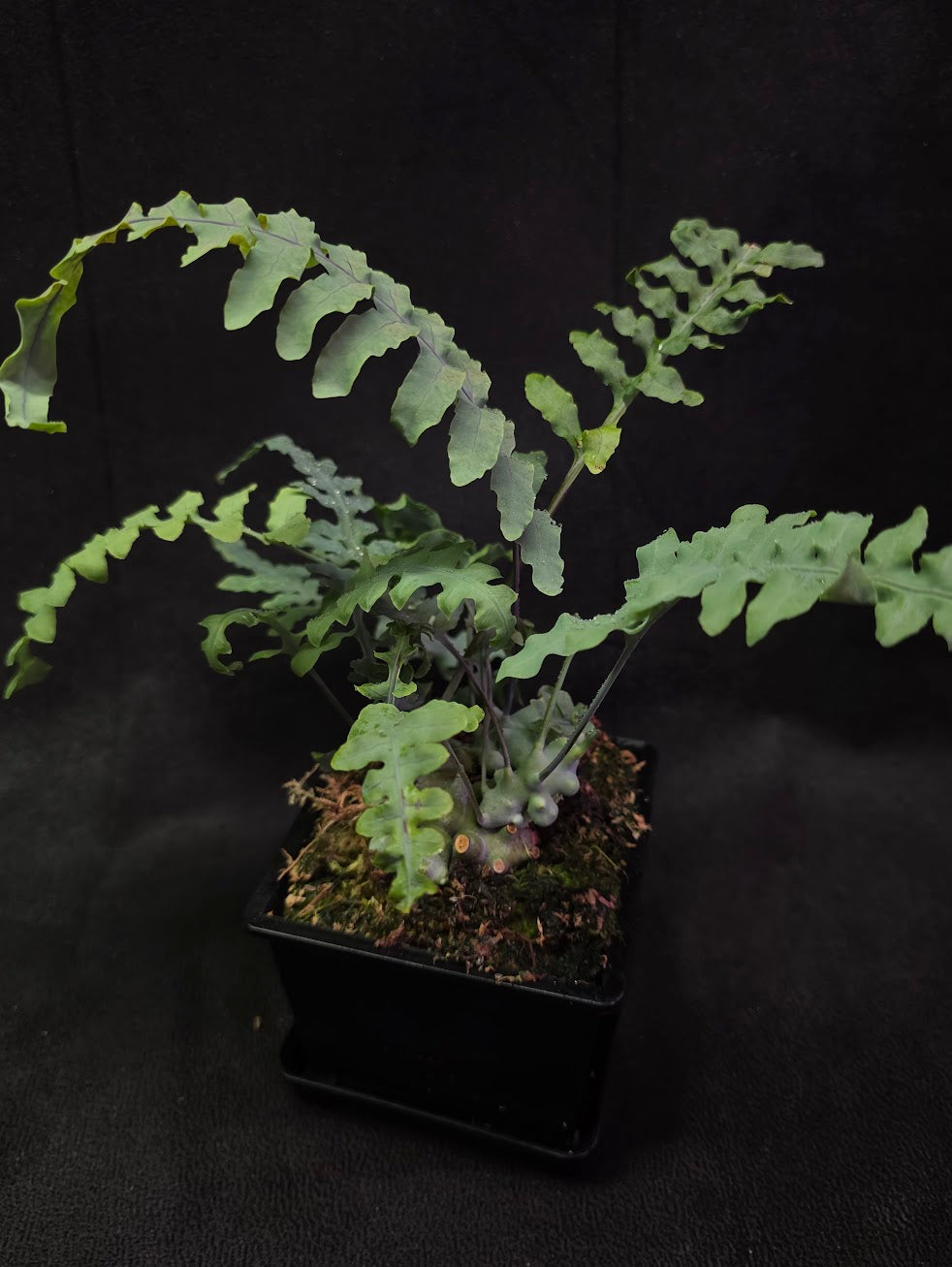 Lecanopteris Deparioides (Blue Ant Plant) #01