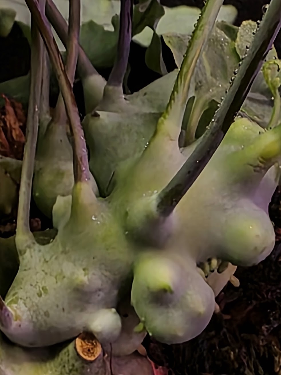 Lecanopteris Deparioides (Blue Ant Plant) #01