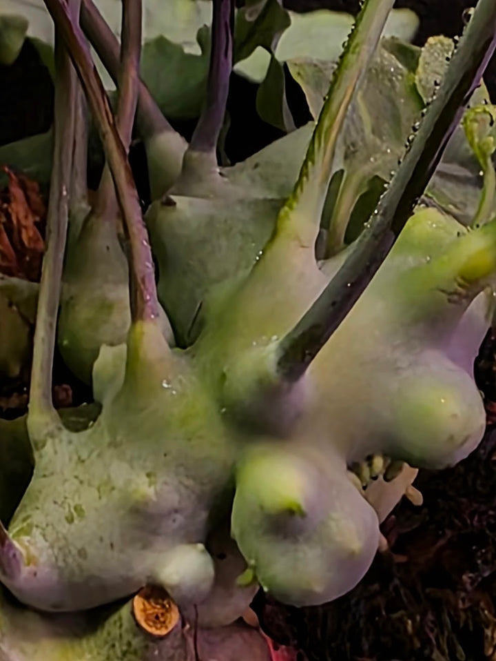 Lecanopteris Deparioides (Blue Ant Plant) #01