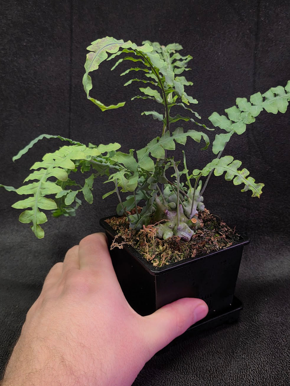 Lecanopteris Deparioides (Blue Ant Plant) #01