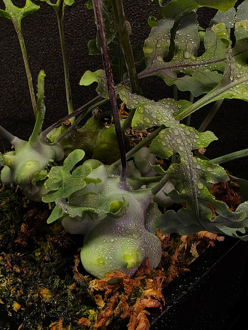 Lecanopteris Deparioides (Blue Ant Plant) #01