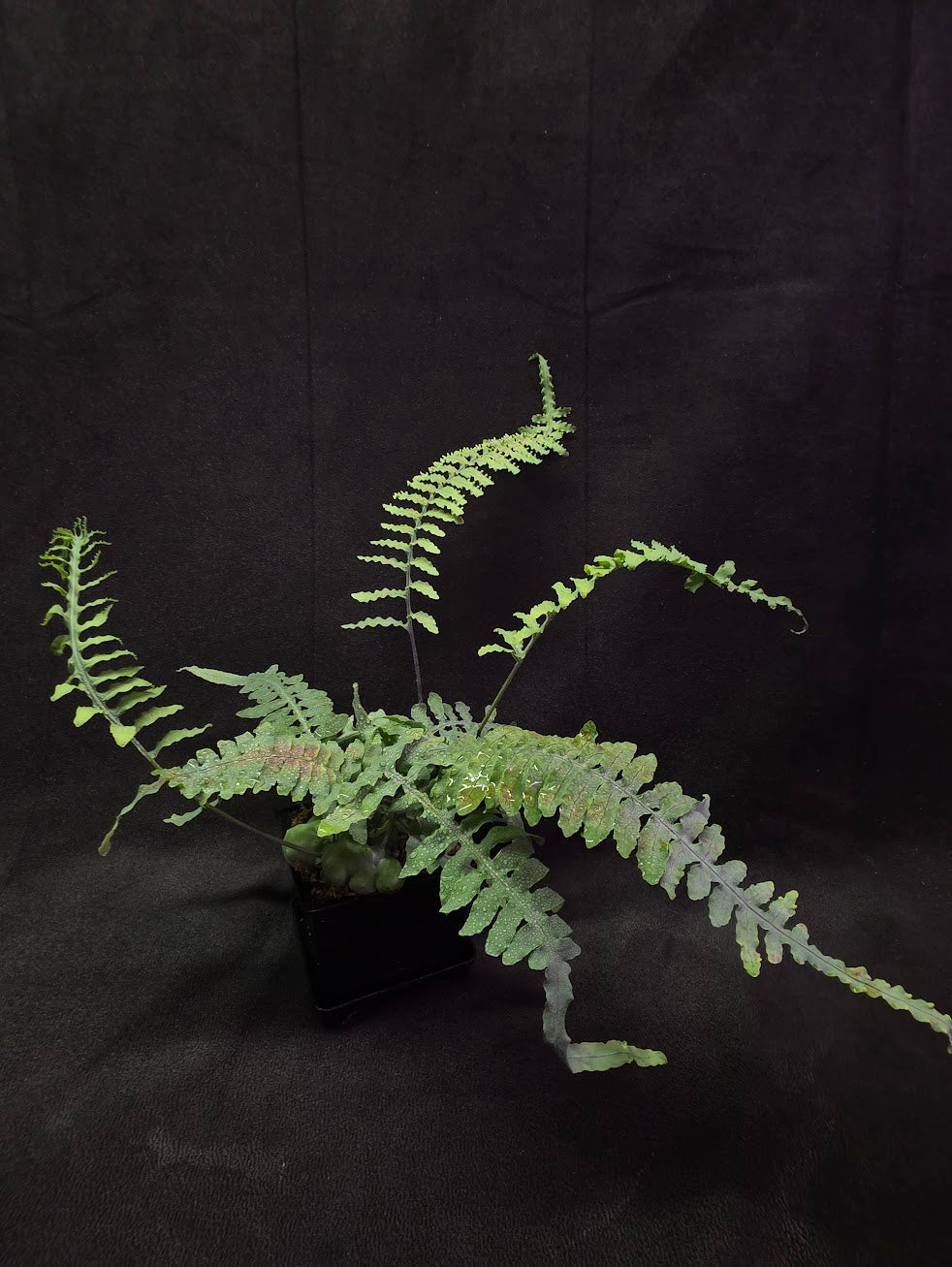 Lecanopteris Deparioides (Blue Ant Plant) #02