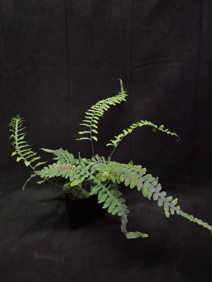 Lecanopteris Deparioides (Blue Ant Plant) #02