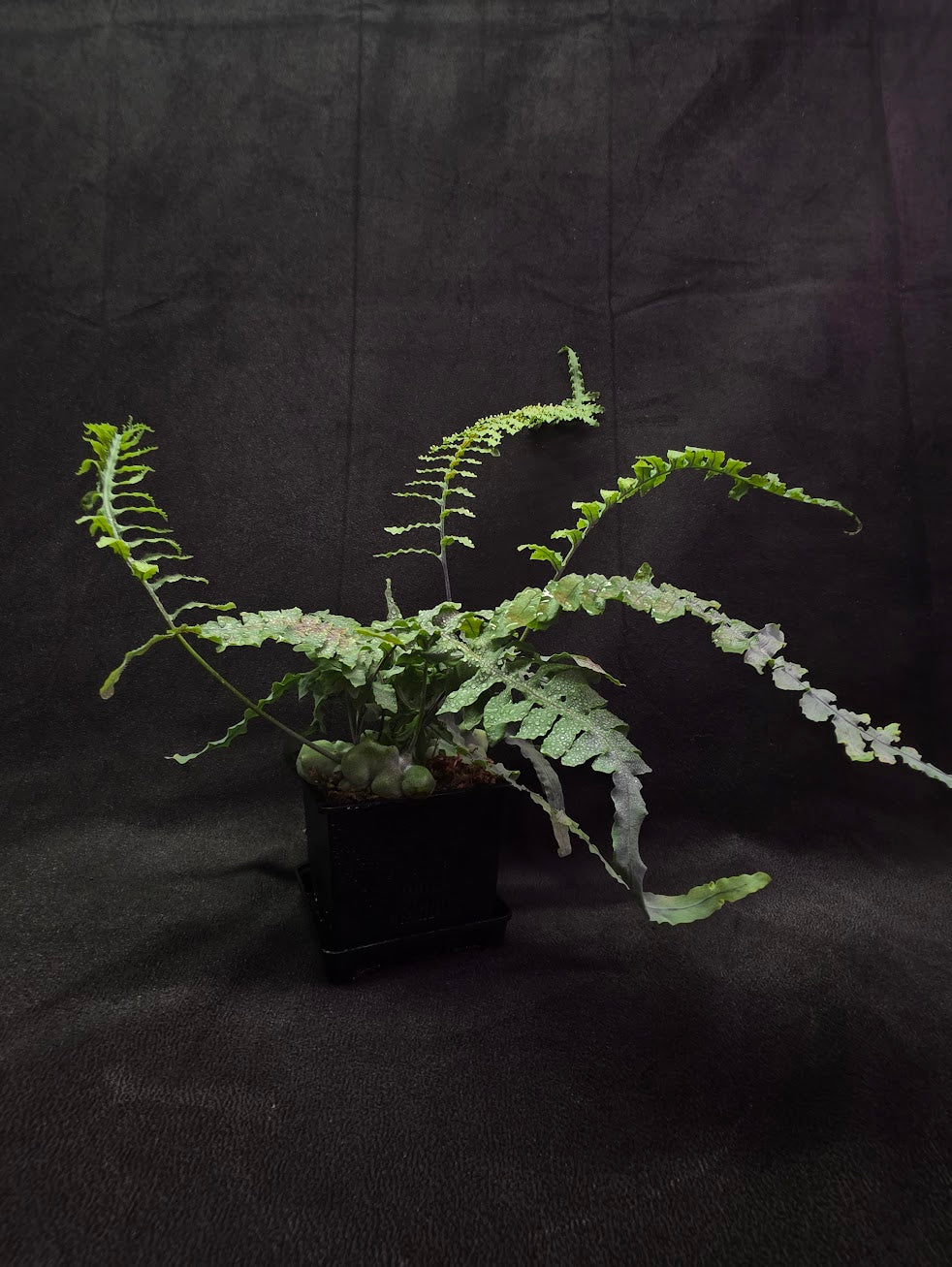 Lecanopteris Deparioides (Blue Ant Plant) #02