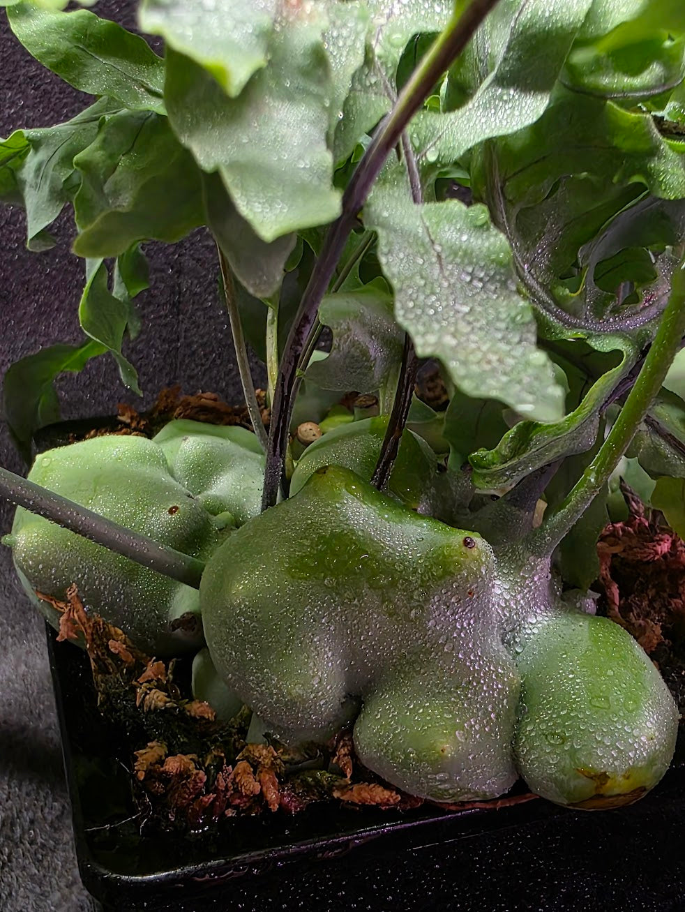 Lecanopteris Deparioides (Blue Ant Plant) #02