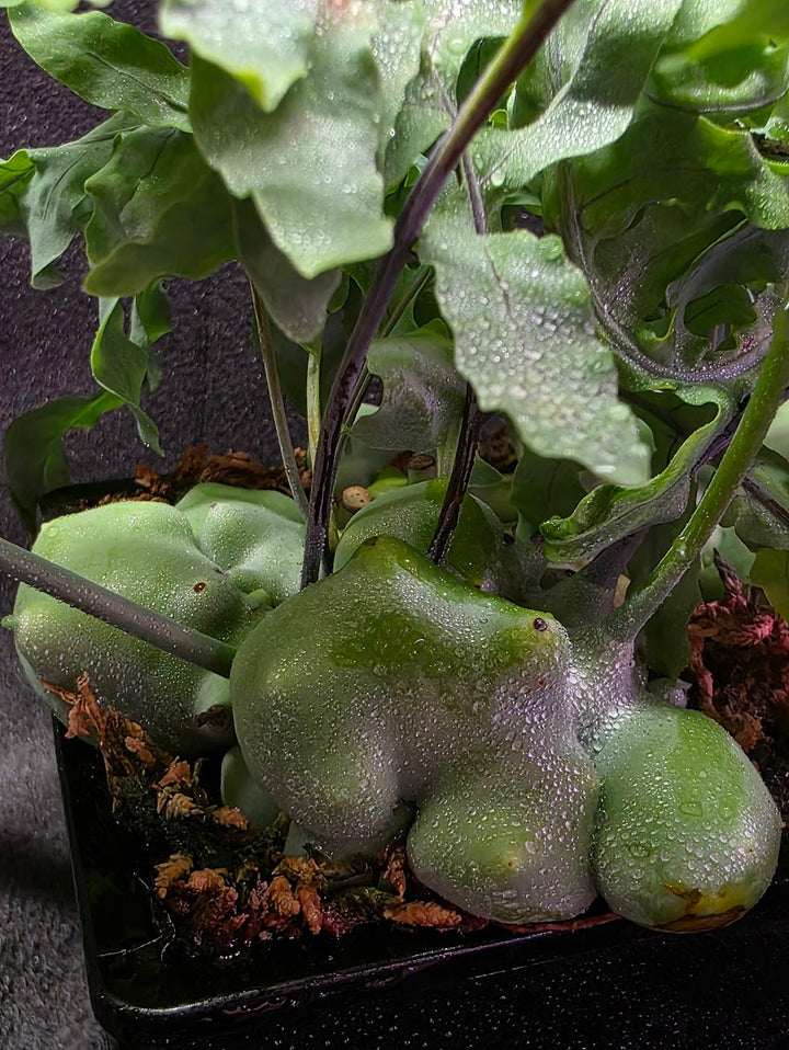 Lecanopteris Deparioides (Blue Ant Plant) #02