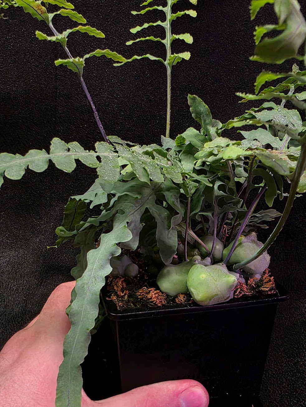 Lecanopteris Deparioides (Blue Ant Plant) #02