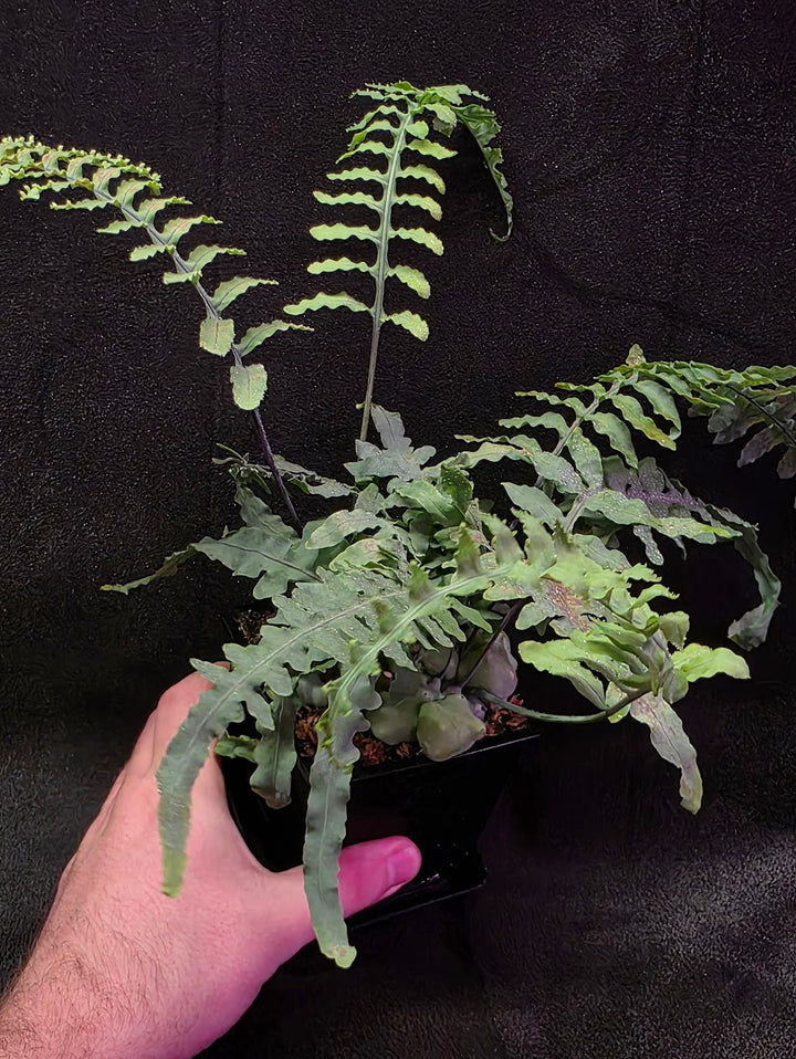 Lecanopteris Deparioides (Blue Ant Plant) #02