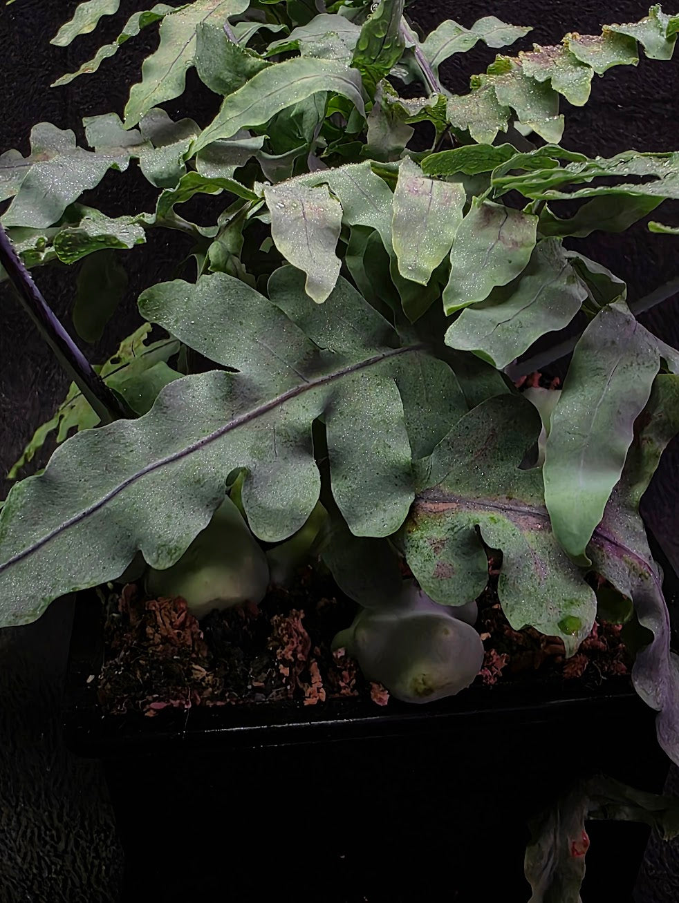 Lecanopteris Deparioides (Blue Ant Plant) #02