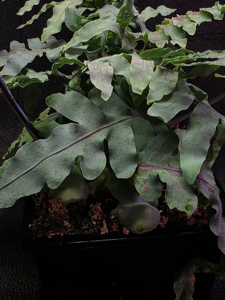 Lecanopteris Deparioides (Blue Ant Plant) #02