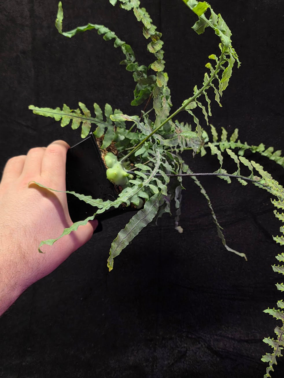 Lecanopteris Deparioides (Blue Ant Plant) #02