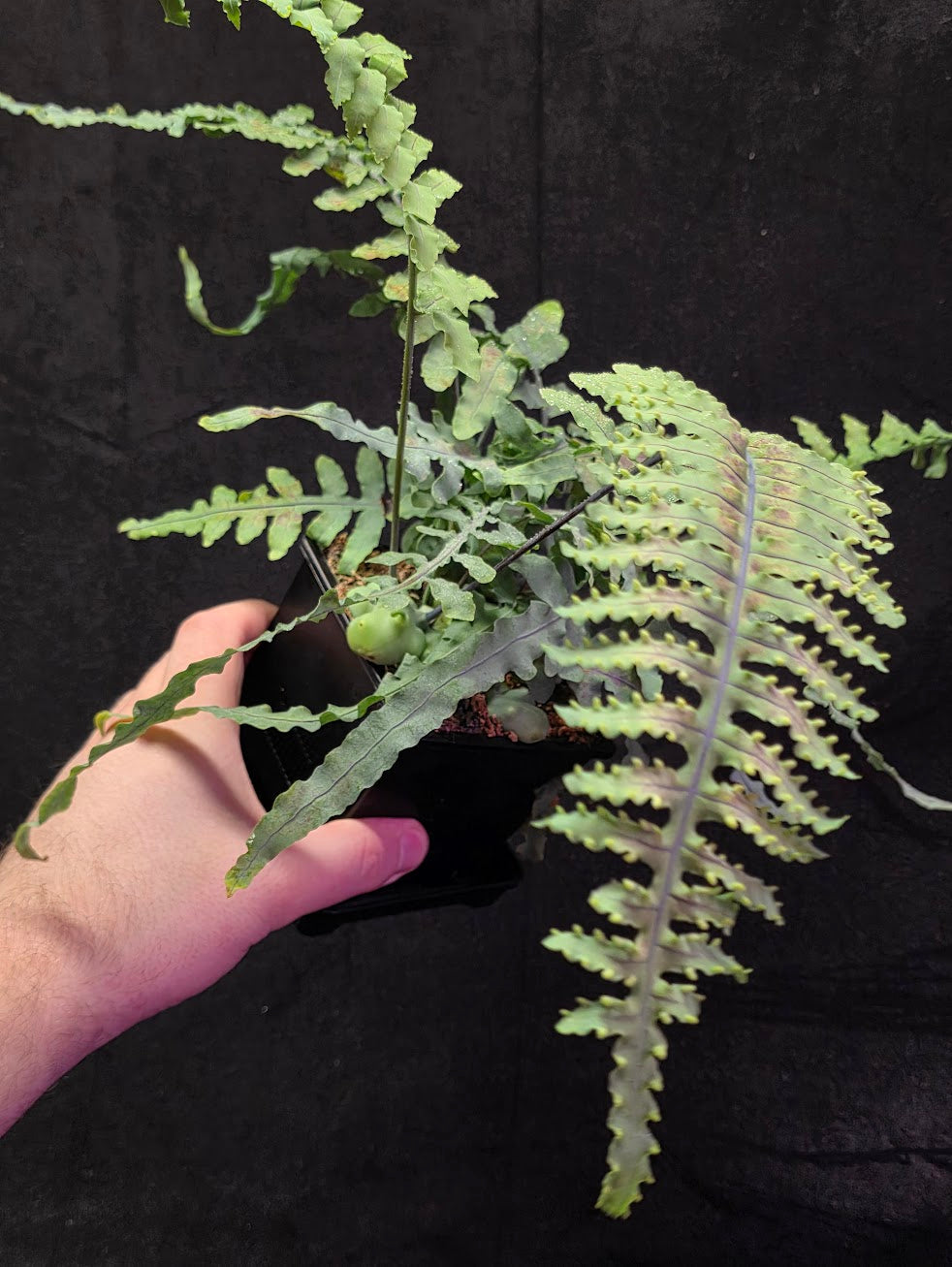 Lecanopteris Deparioides (Blue Ant Plant) #02