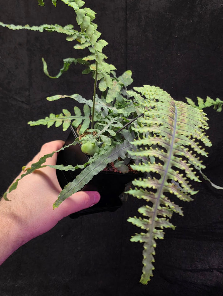 Lecanopteris Deparioides (Blue Ant Plant) #02