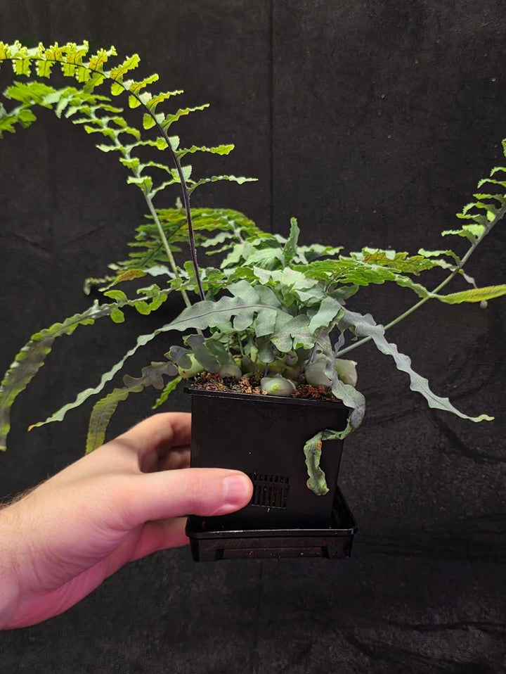 Lecanopteris Deparioides (Blue Ant Plant) #02