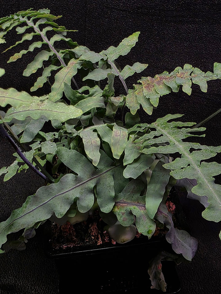 Lecanopteris Deparioides (Blue Ant Plant) #02