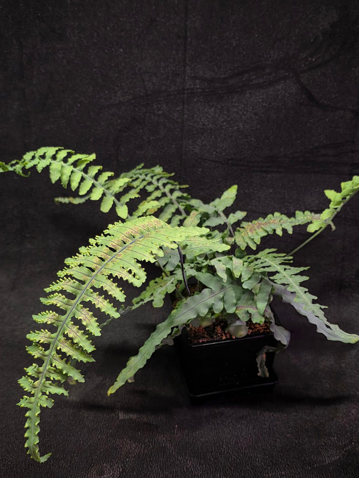 Lecanopteris Deparioides (Blue Ant Plant) #02