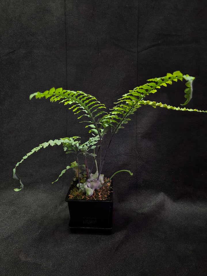 Lecanopteris Deparioides (Blue Ant Plant) #03