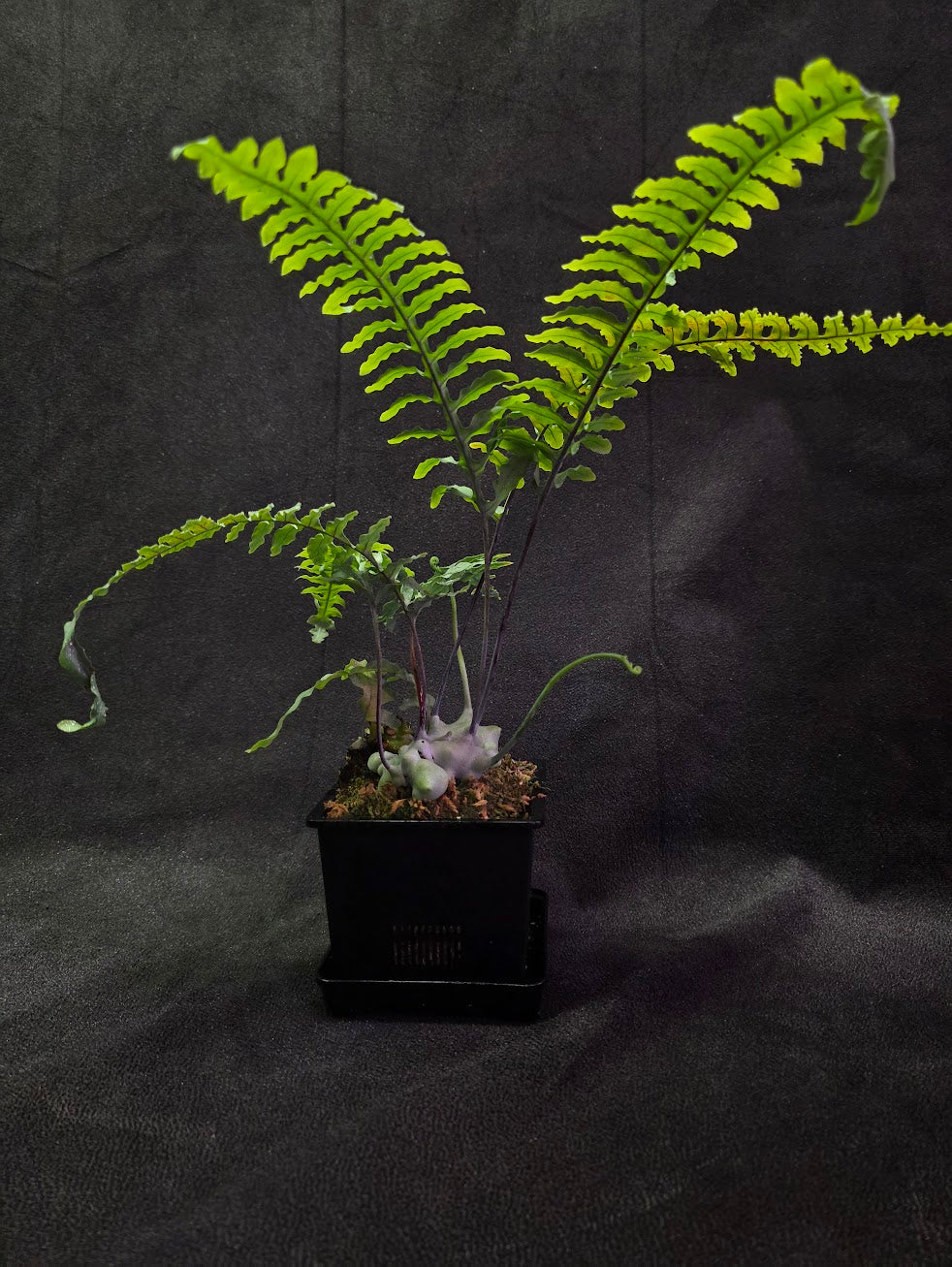 Lecanopteris Deparioides (Blue Ant Plant) #03