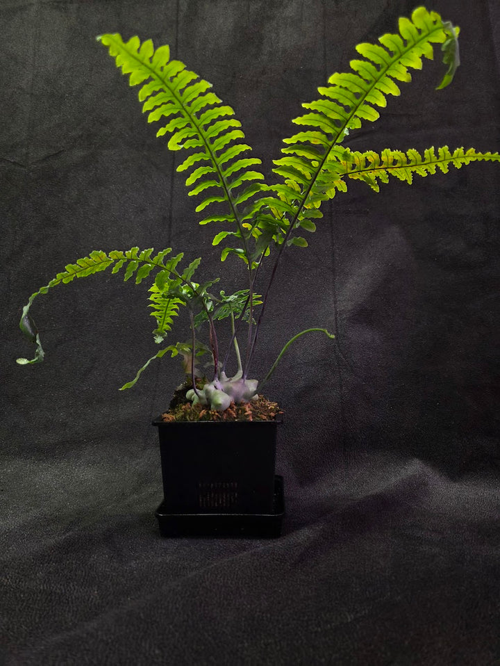 Lecanopteris Deparioides (Blue Ant Plant) #03