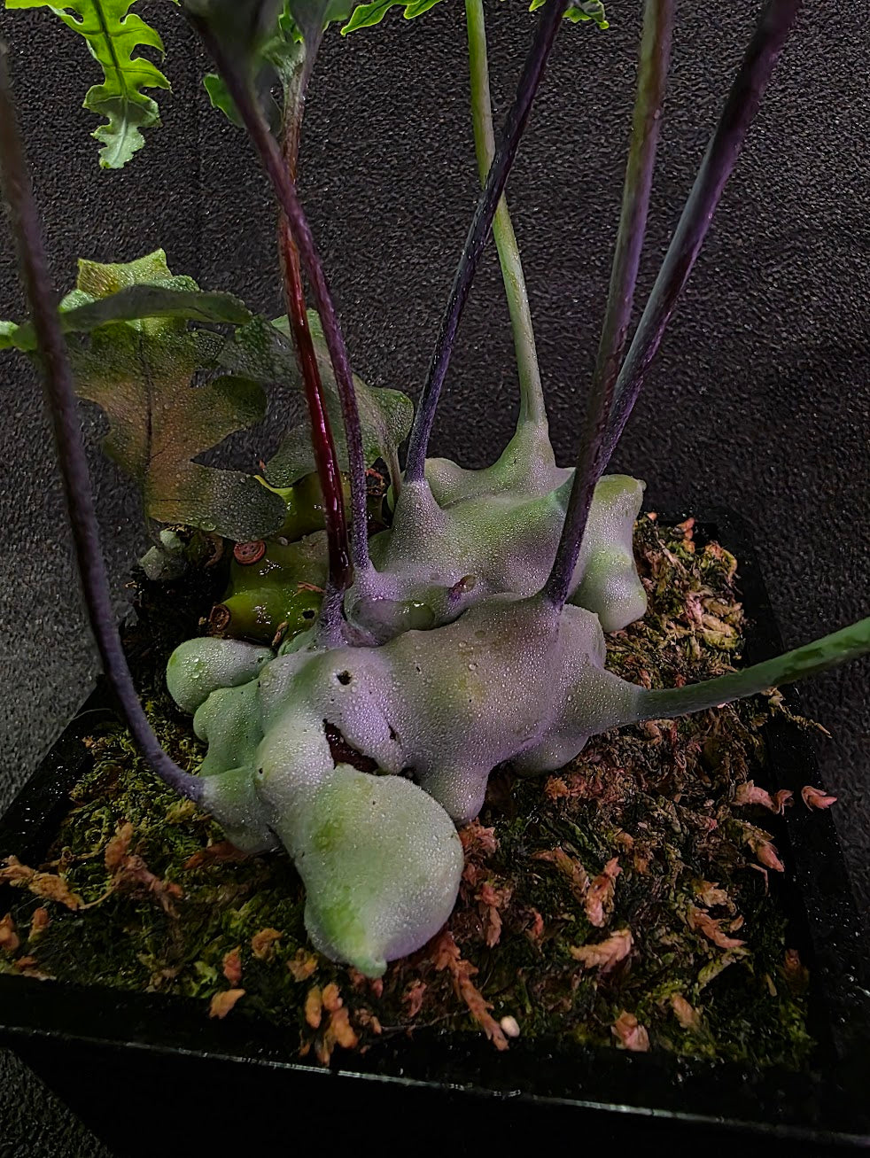 Lecanopteris Deparioides (Blue Ant Plant) #03