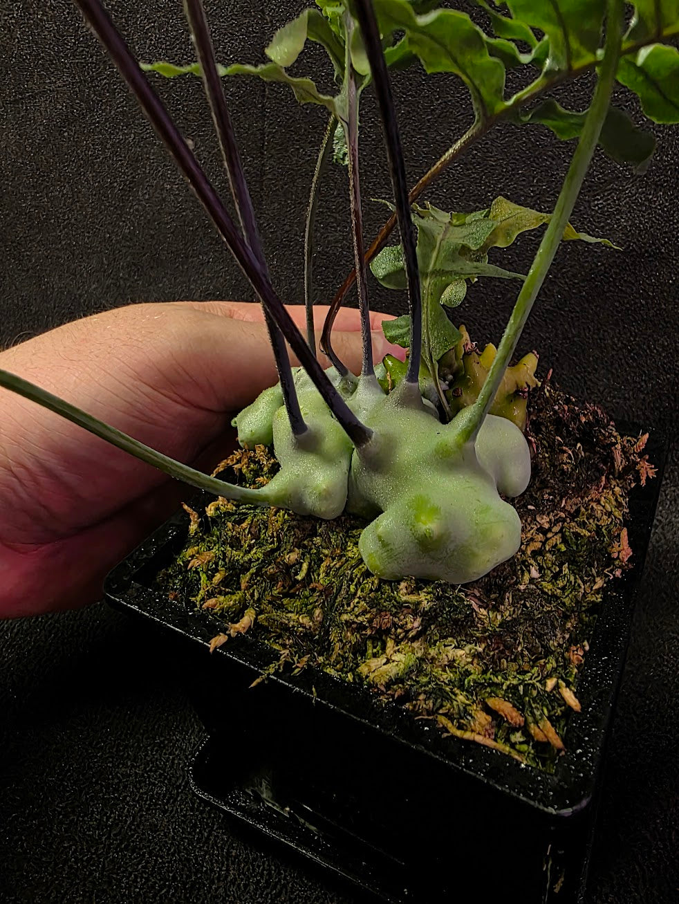 Lecanopteris Deparioides (Blue Ant Plant) #03