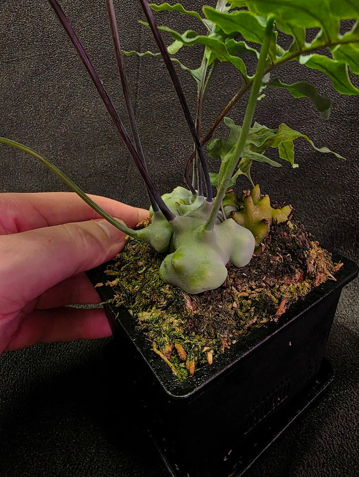 Lecanopteris Deparioides (Blue Ant Plant) #03