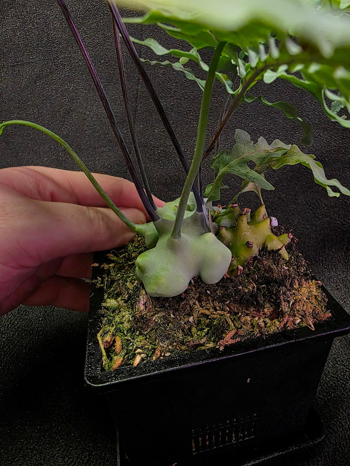 Lecanopteris Deparioides (Blue Ant Plant) #03