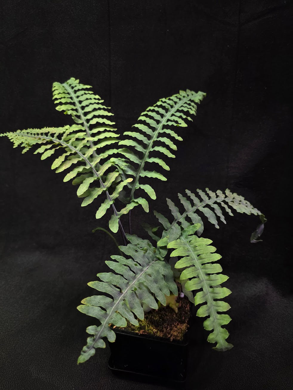 Lecanopteris Deparioides (Blue Ant Plant) #03