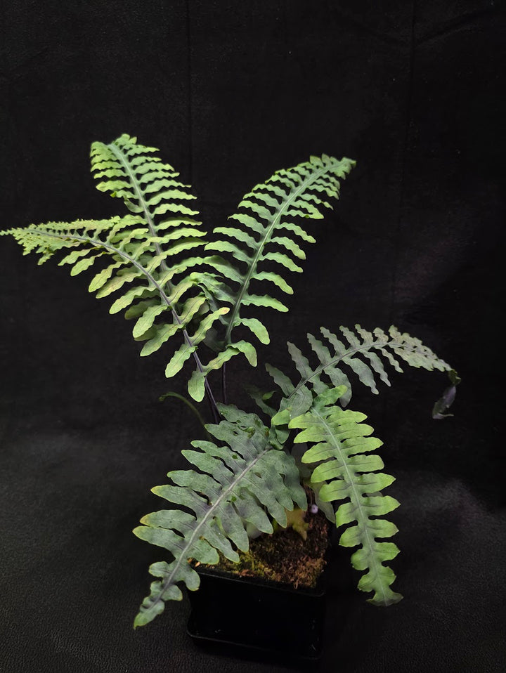 Lecanopteris Deparioides (Blue Ant Plant) #03