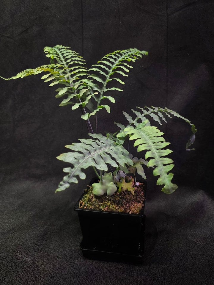 Lecanopteris Deparioides (Blue Ant Plant) #03